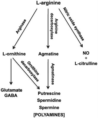 Applications of Multivariate Statistical and Data Mining Analyses to the Search for Biomarkers of Sensorineural Hearing Loss, Tinnitus, and Vestibular Dysfunction